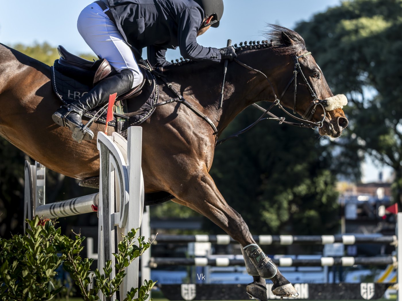 Caballo deportivo